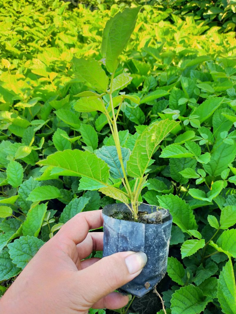 黄花，多花风铃木苗，营养袋苗