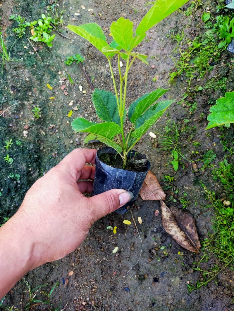 黄花，多花风铃木苗，营养袋苗