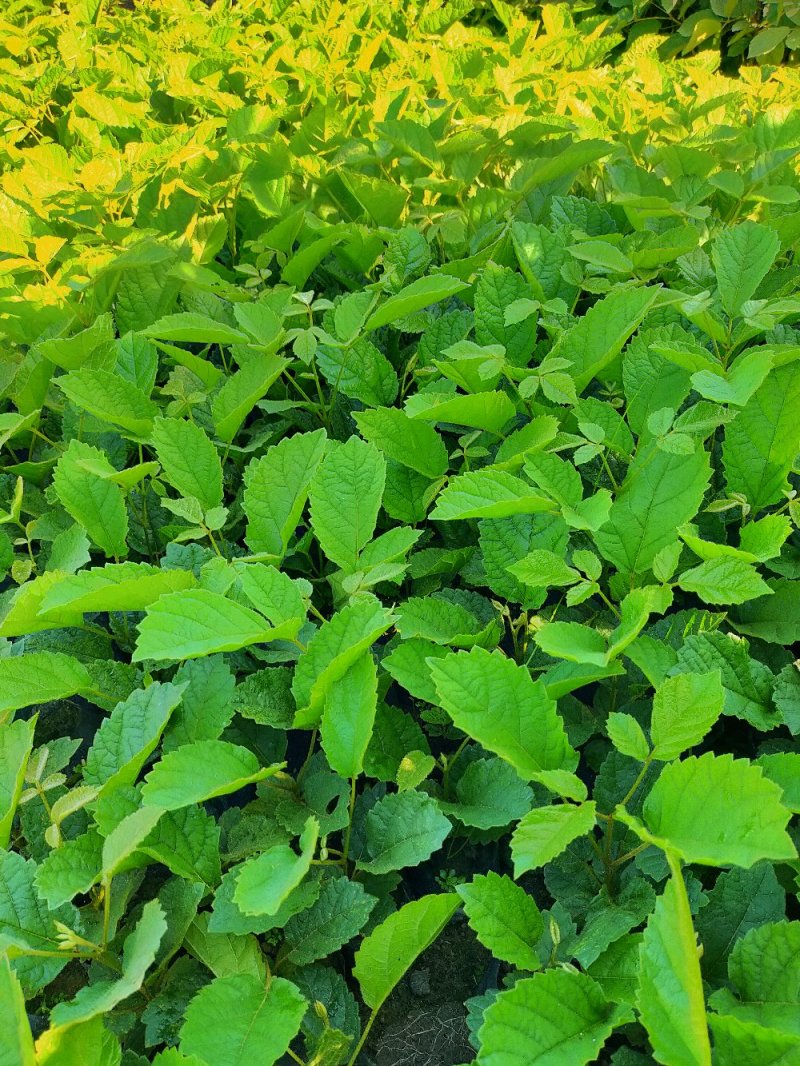 黄花，多花风铃木苗，营养袋苗