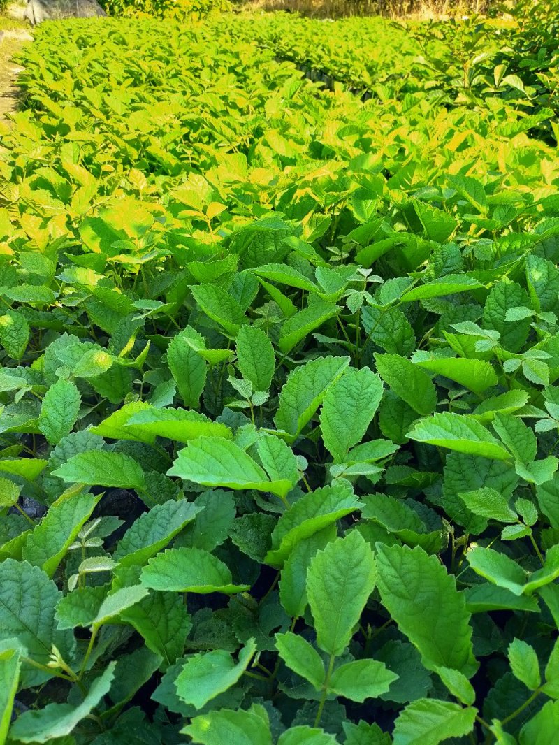 黄花，多花风铃木苗，营养袋苗