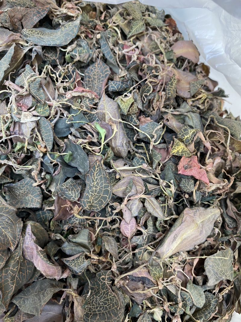 野生金线莲