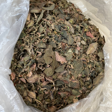 野生金线莲