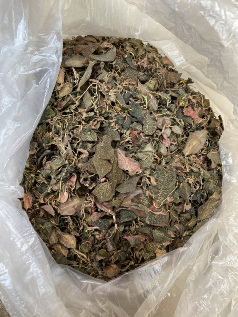 野生金线莲