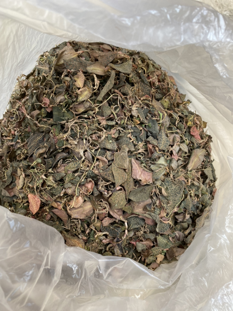 野生金线莲