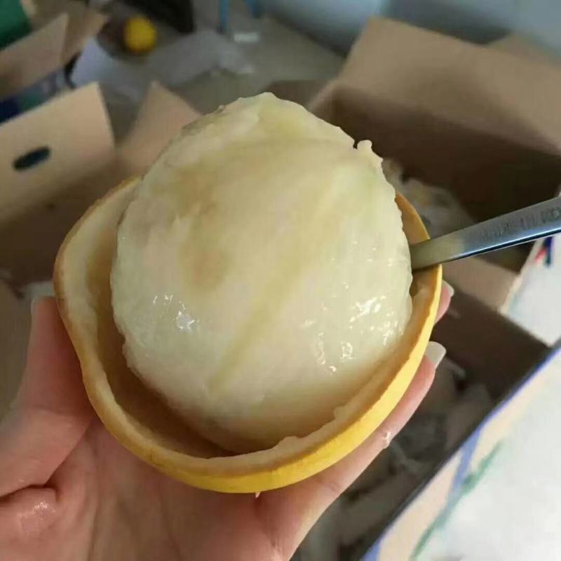 黄晶果苗雅美果黄金果庭院盆栽地栽果树苗四季常青