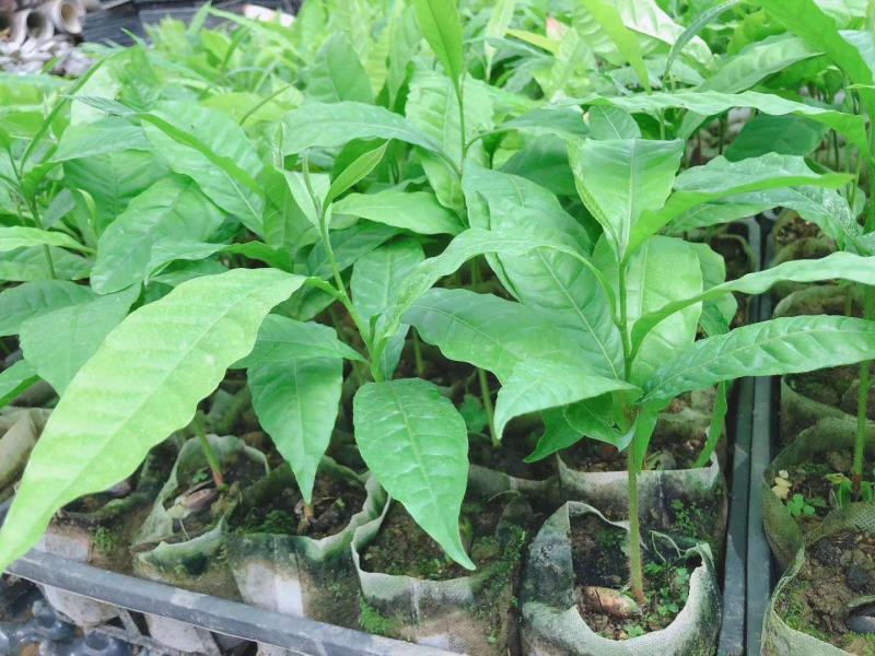 黄晶果苗雅美果黄金果庭院盆栽地栽果树苗四季常青