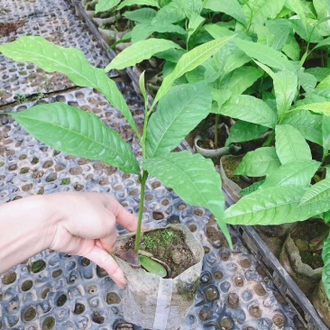 黄晶果苗雅美果黄金果庭院盆栽地栽果树苗四季常青