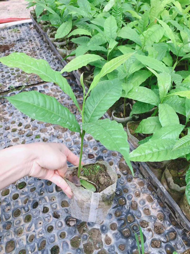 黄晶果苗雅美果黄金果庭院盆栽地栽果树苗四季常青