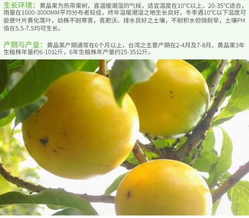 黄晶果苗雅美果黄金果庭院盆栽地栽果树苗四季常青