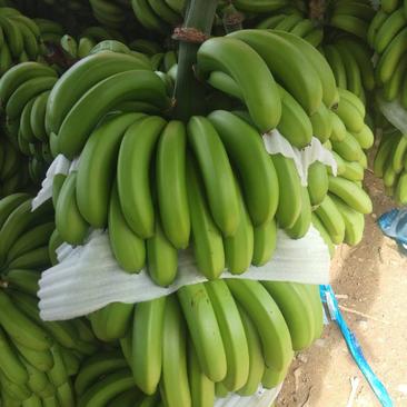 云南香蕉产地供货价格优惠可视频看货