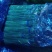 精品杂交红帽蒜薹，全国发货，量大从优，价格合理，产地直发
