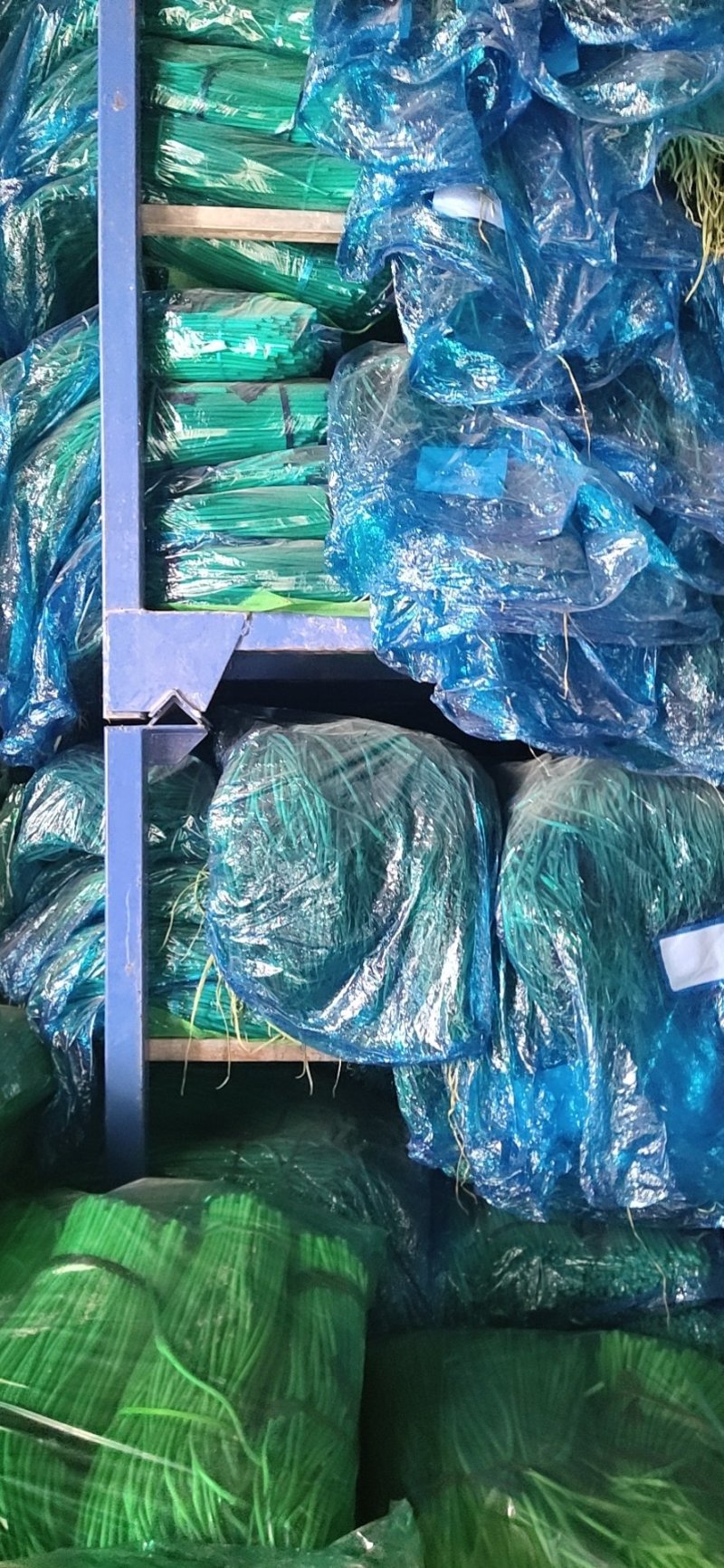 精品杂交红帽蒜薹，全国发货，量大从优，价格合理，产地直发