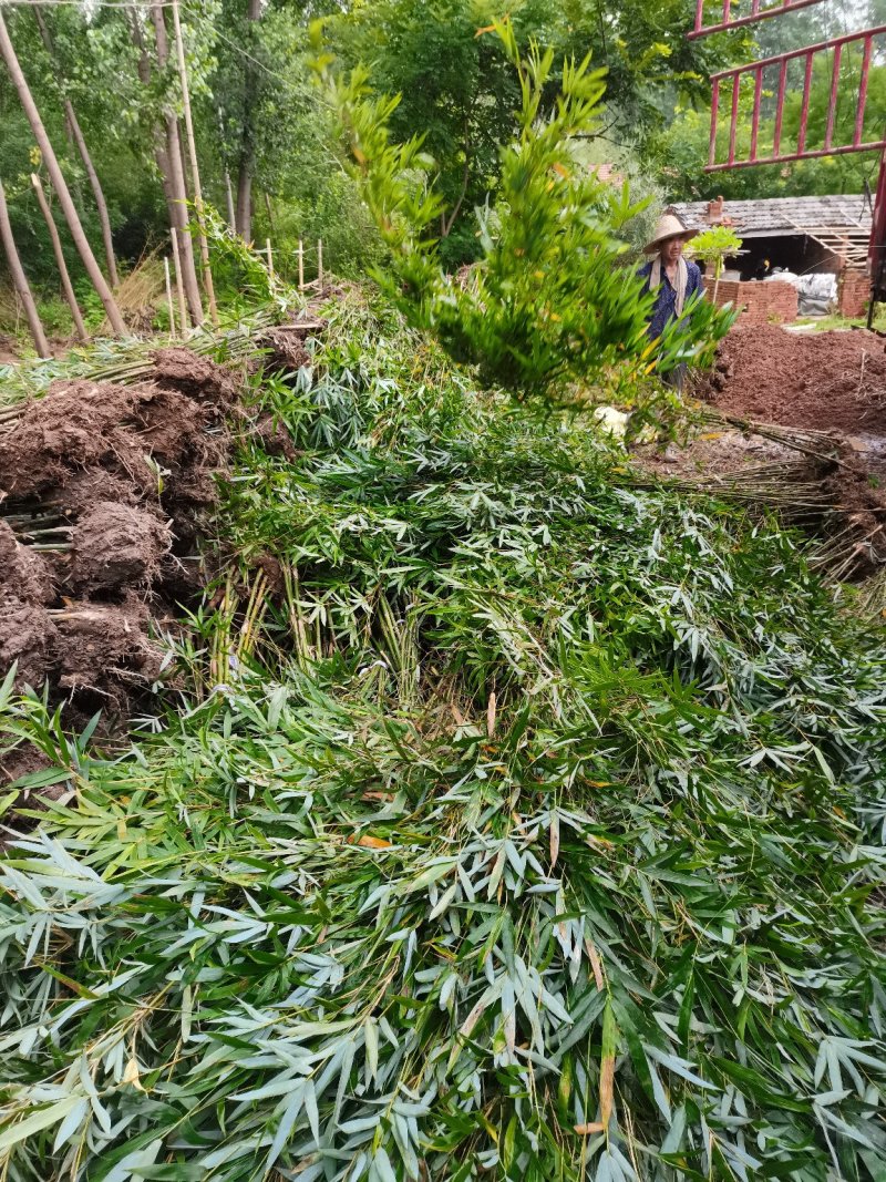 孝顺竹，慈孝竹，海量产地直销，现挖现卖，欢迎订购，全国