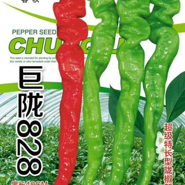 【精品】江苏种子螺丝椒种子大田播种四季高产巨陇828