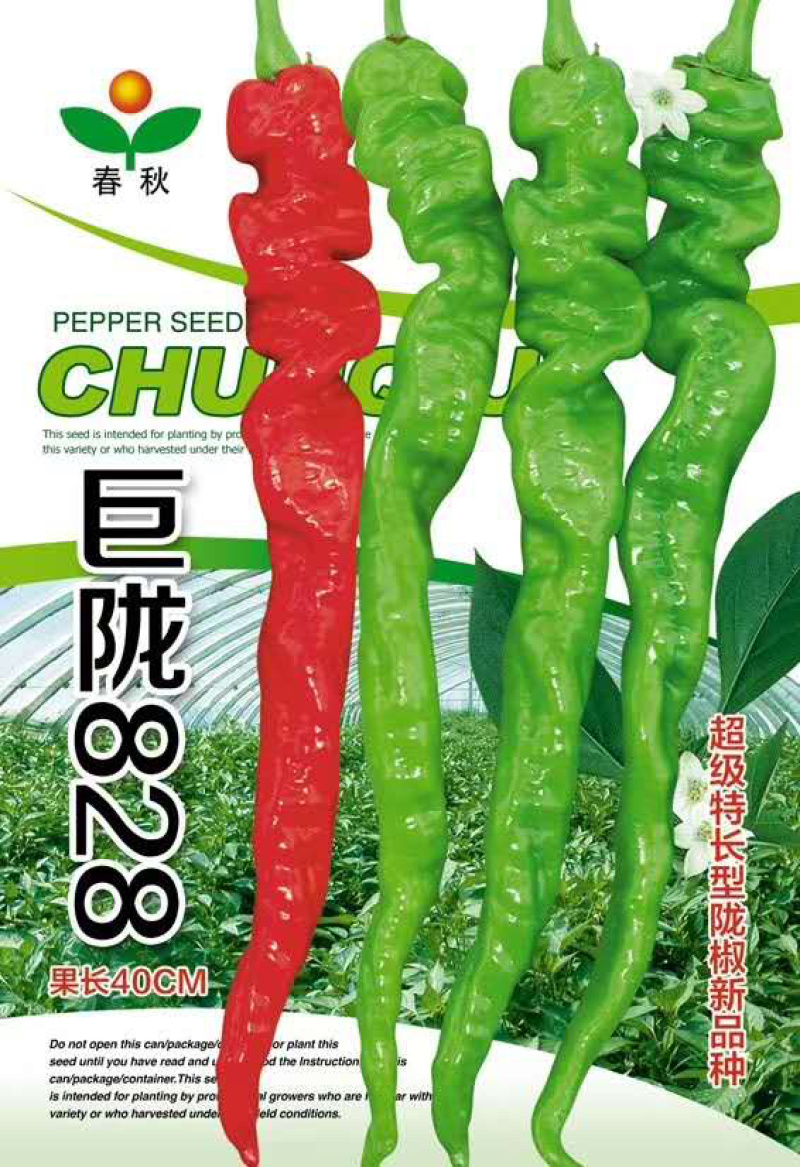 【精品】江苏种子螺丝椒种子大田播种四季高产巨陇828