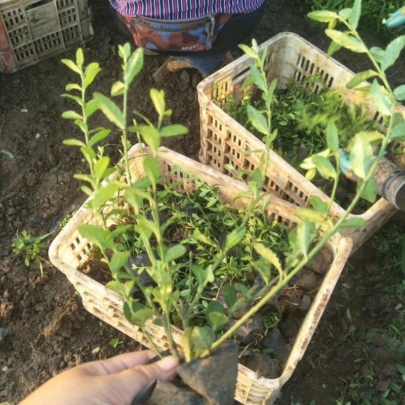 扶芳藤，基地直销，常年销售各种绿化苗木。