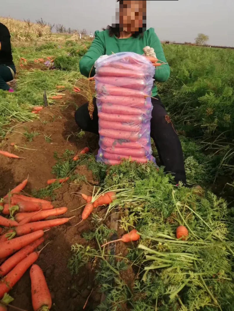 胡萝卜精品三红胡萝卜红萝卜货源充足自己种植