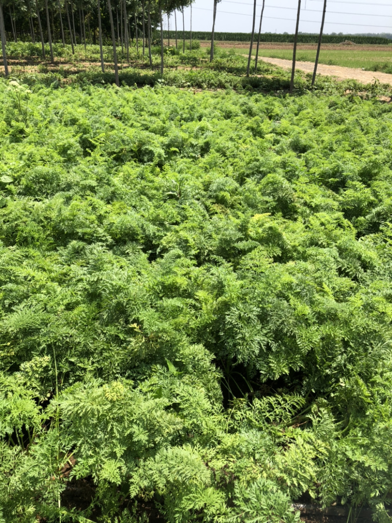 胡萝卜精品三红胡萝卜红萝卜货源充足自己种植