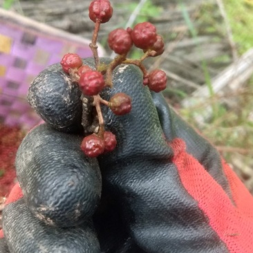 新鲜花椒