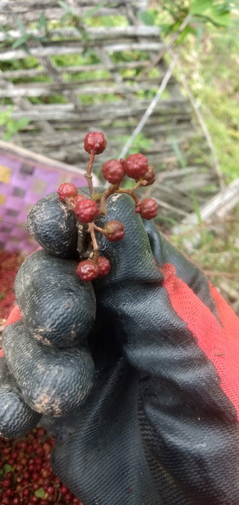 新鲜花椒