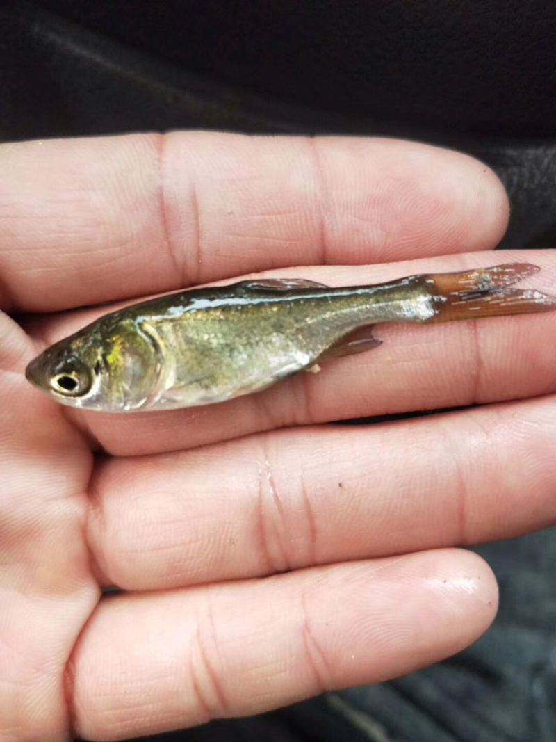 白鲢鱼苗（白扁苗）包邮
