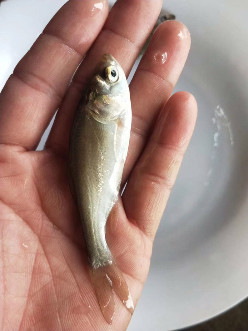白鲢鱼苗（白扁苗）包邮