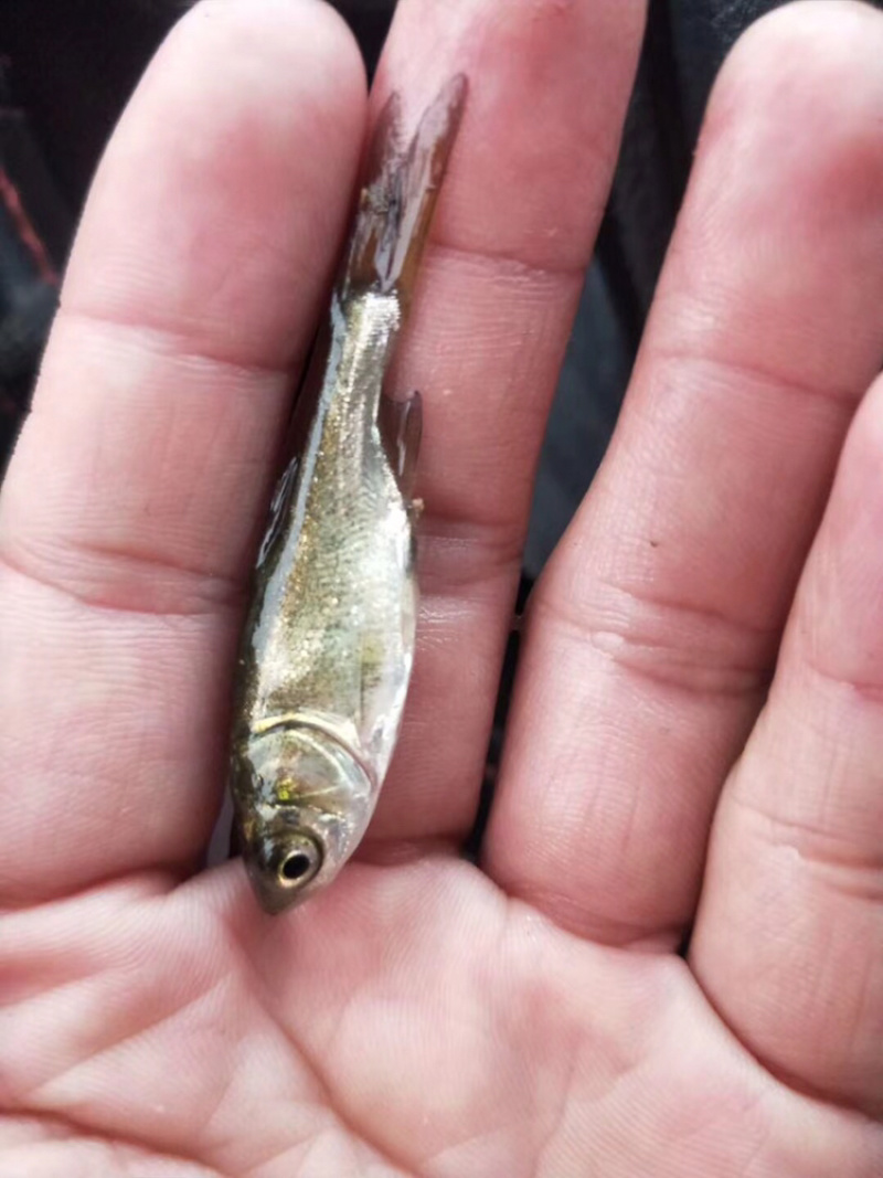 白鲢鱼苗（白扁苗）包邮