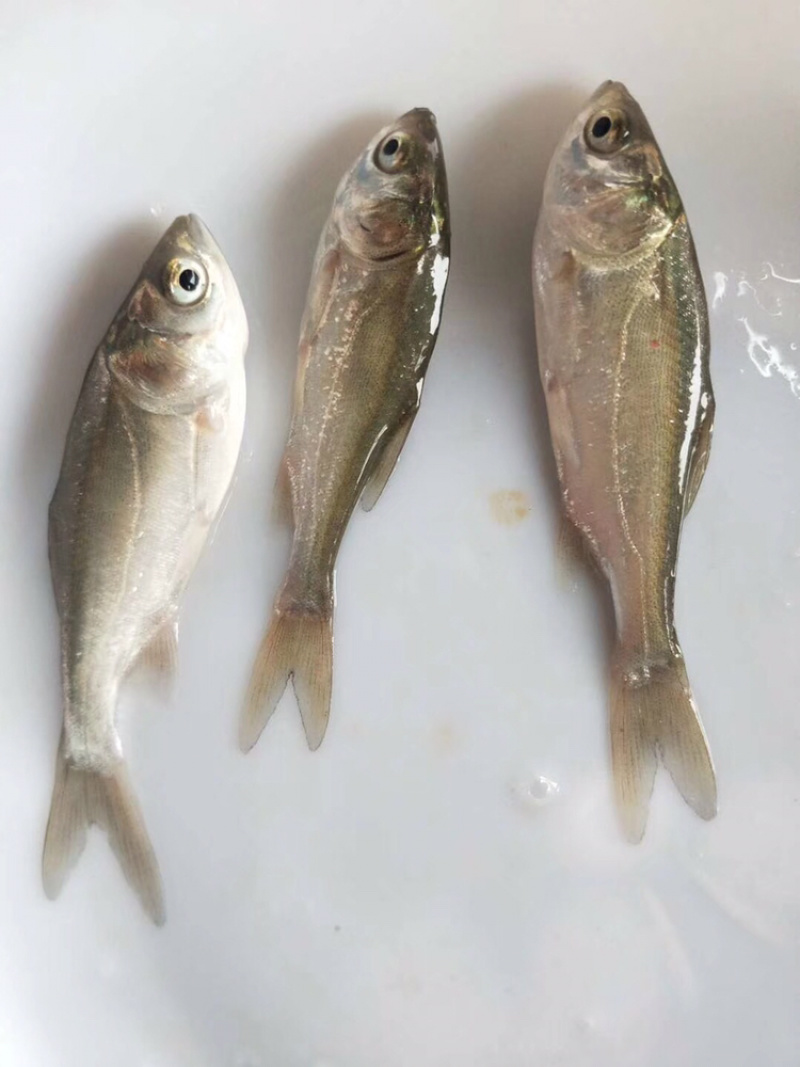 白鲢鱼苗（白扁苗）包邮