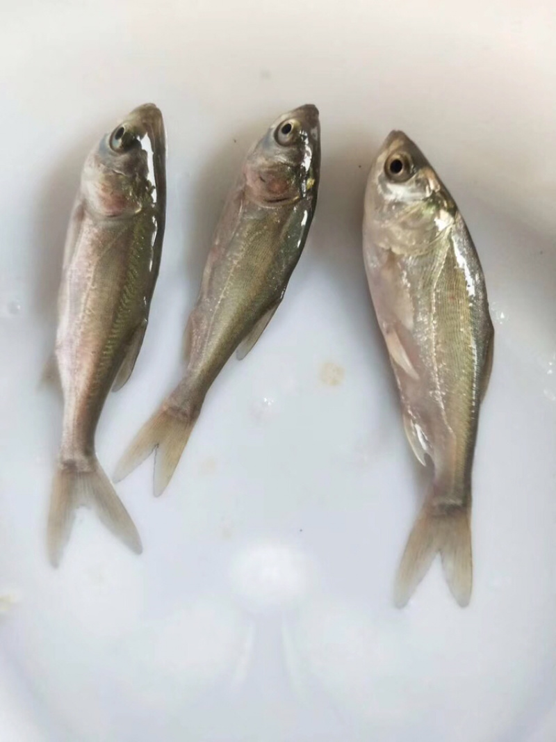 白鲢鱼苗（白扁苗）包邮