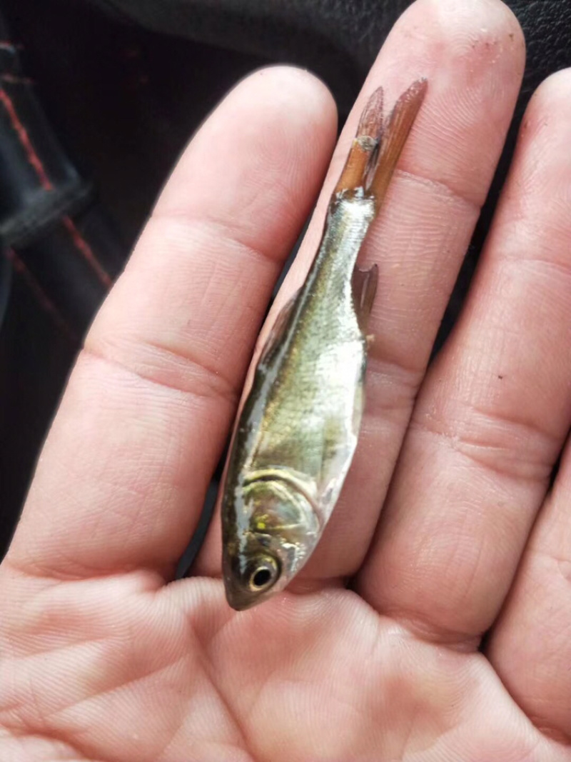 白鲢鱼苗（白扁苗）包邮