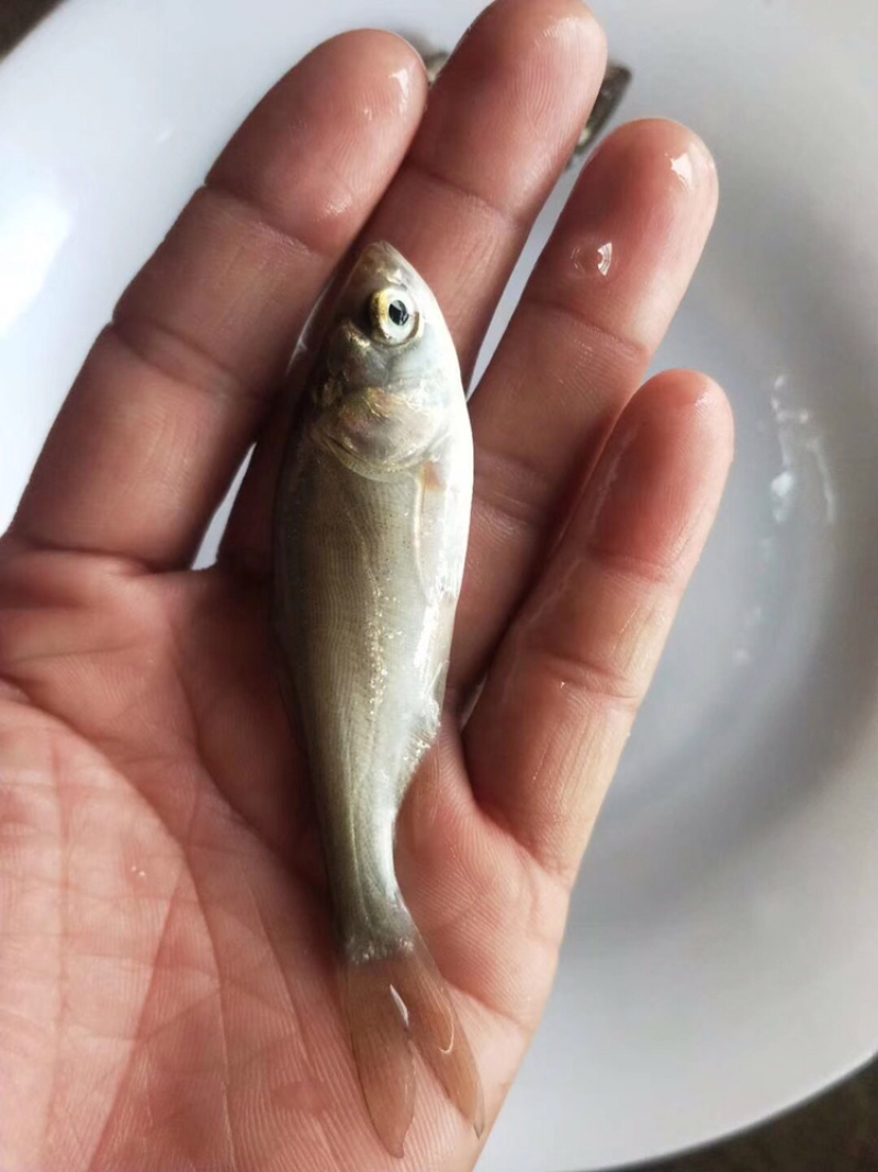 白鲢鱼苗（白扁苗）包邮