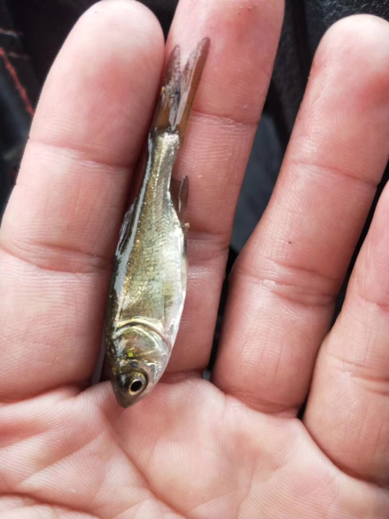 白鲢鱼苗（白扁苗）包邮
