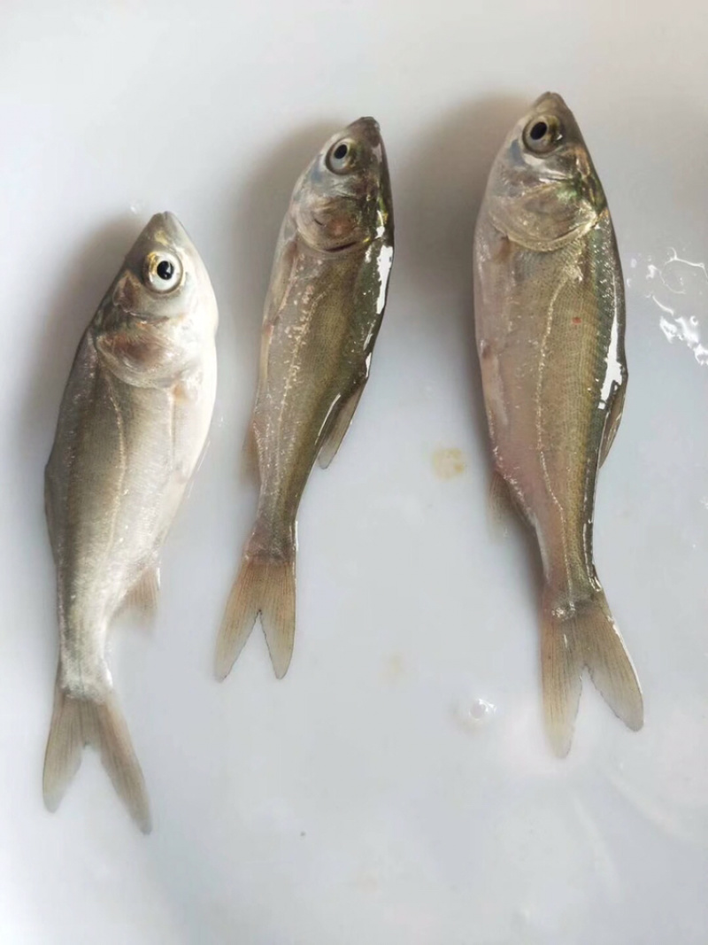 白鲢鱼苗（白扁苗）包邮