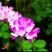 紫云英种子，红花草籽，绿肥牧草景观蜜源花海，