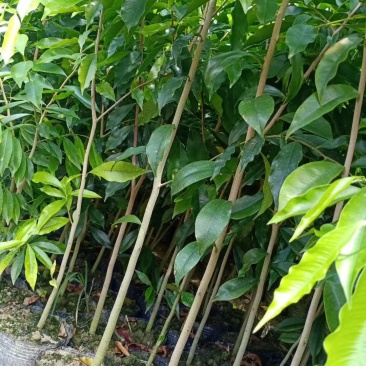 自家种植基地，量大从优沉香带营养杯苗木