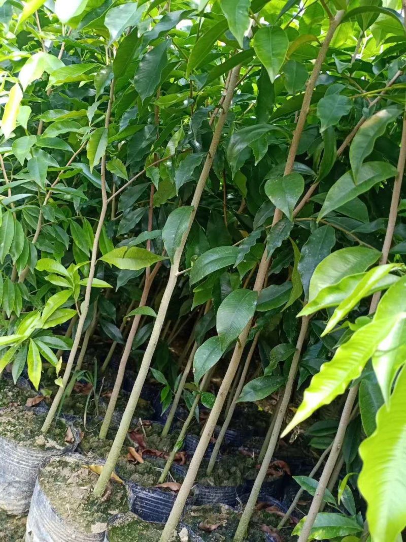 自家种植基地，量大从优沉香带营养杯苗木