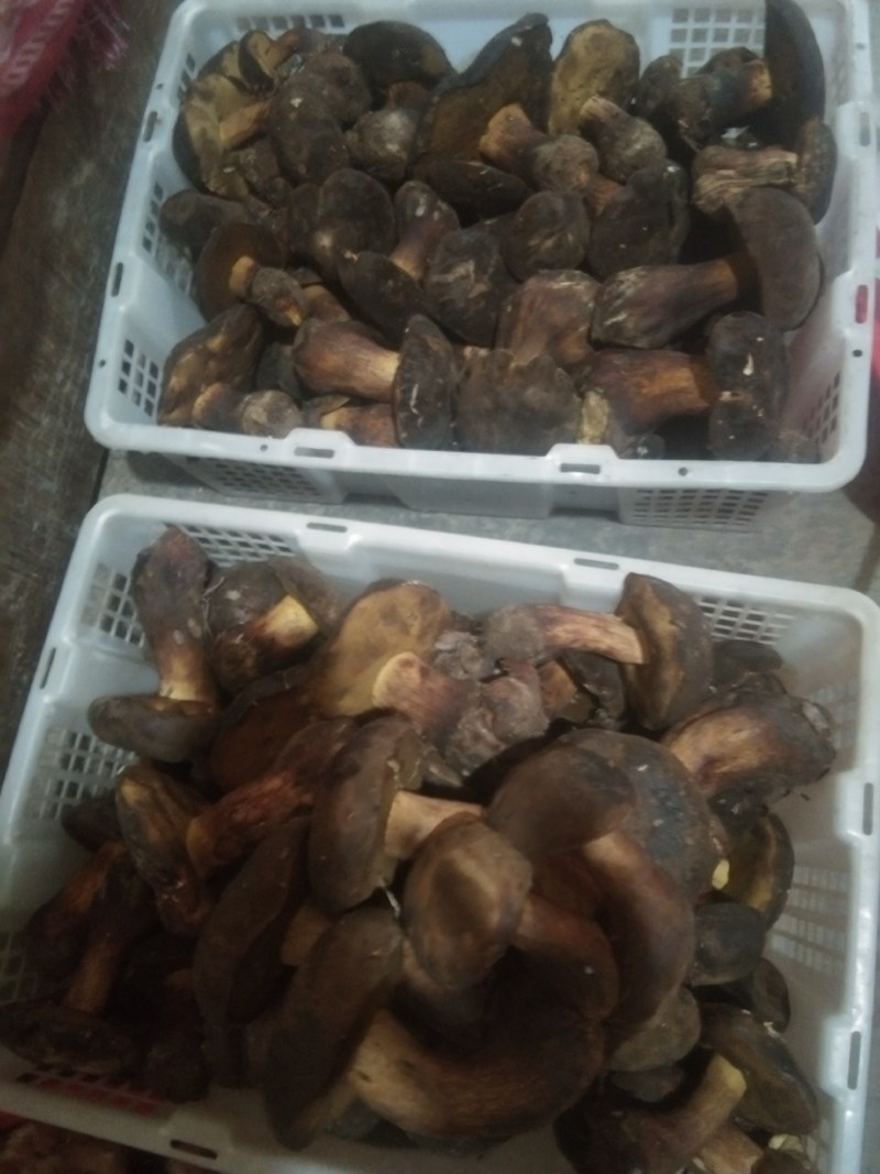 黑牛肝菌