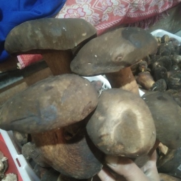 黑牛肝菌