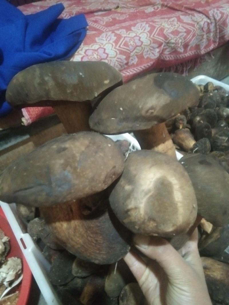 黑牛肝菌