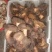 黑牛肝菌