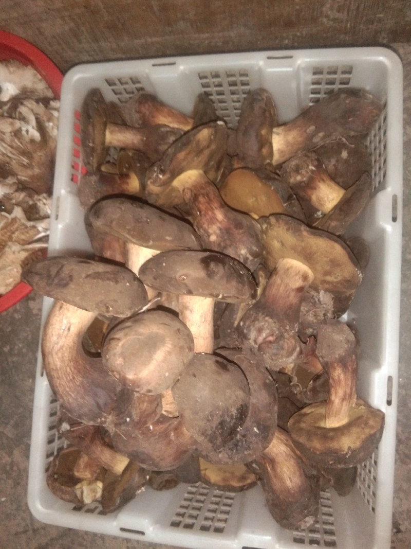 黑牛肝菌