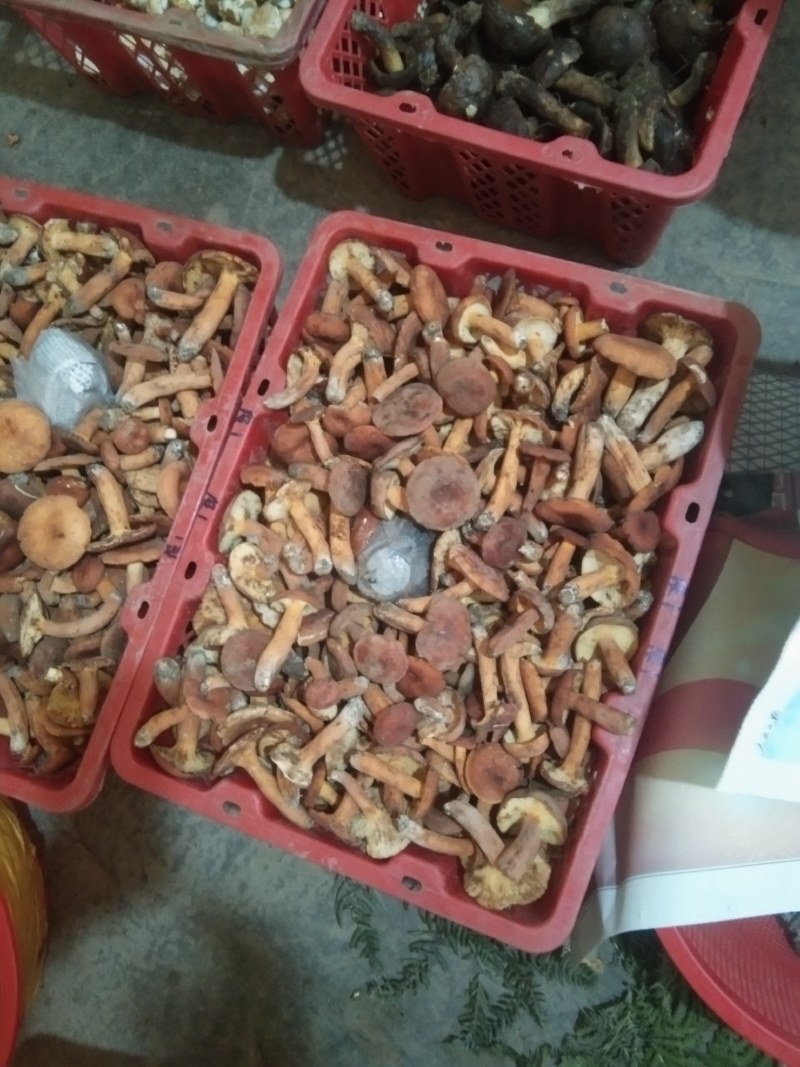 黑牛肝菌