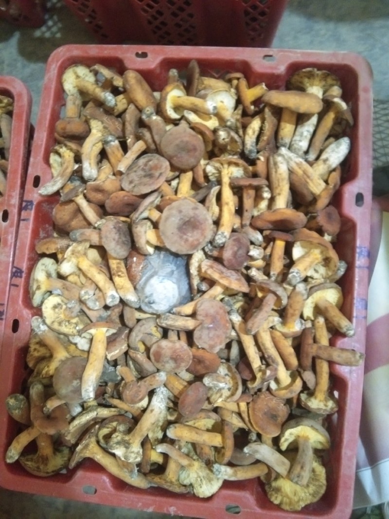黑牛肝菌