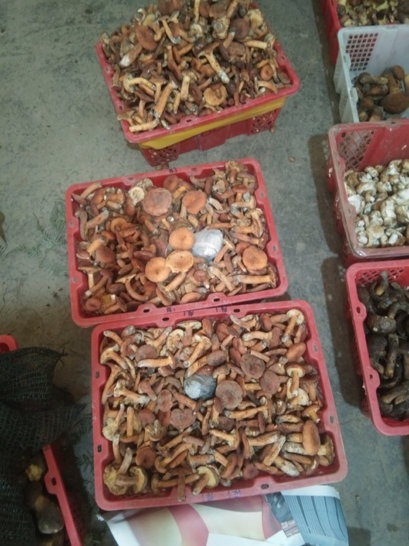 黑牛肝菌