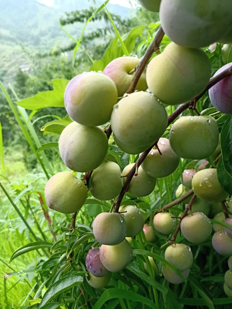 半边红脆李
