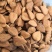 甜杏仁生带皮选货籽类饱满食用级别无硫量大从优