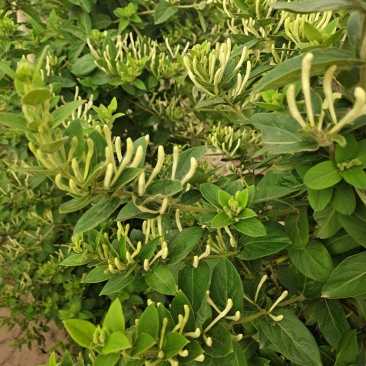 金银花树