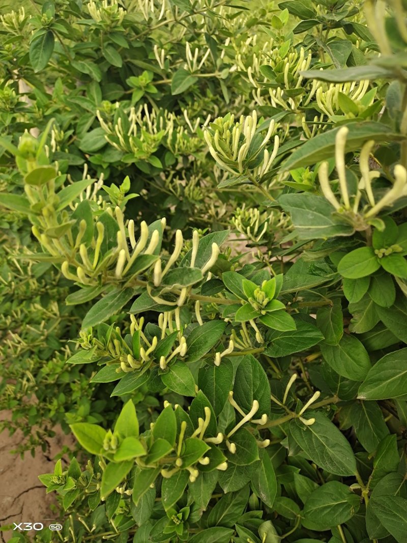 金银花树