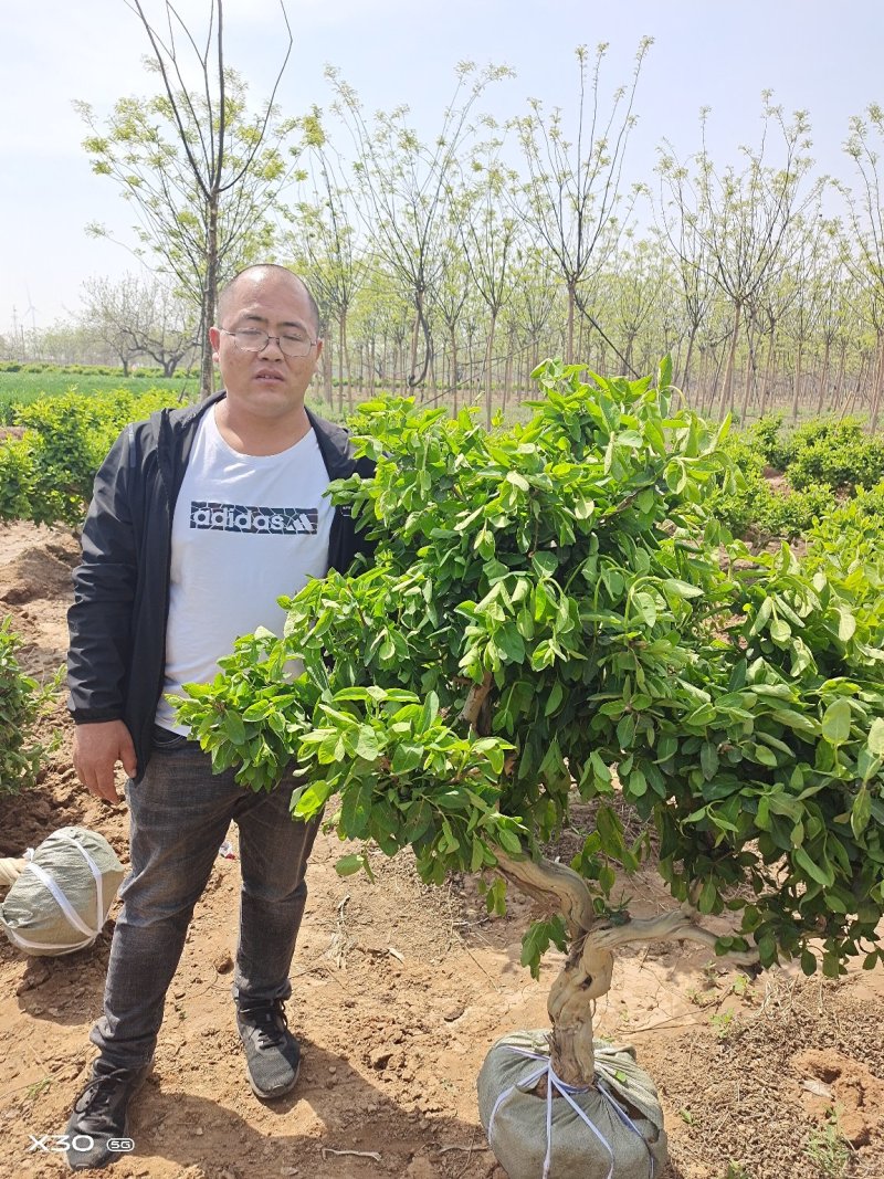 金银花树