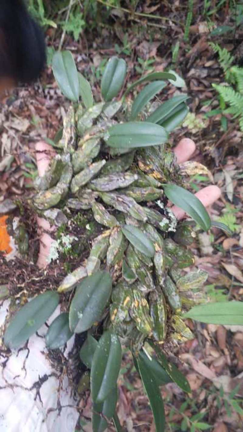 龟背石斛500g新鲜聚石斛广西山里采摘盆栽造景绿植煲汤